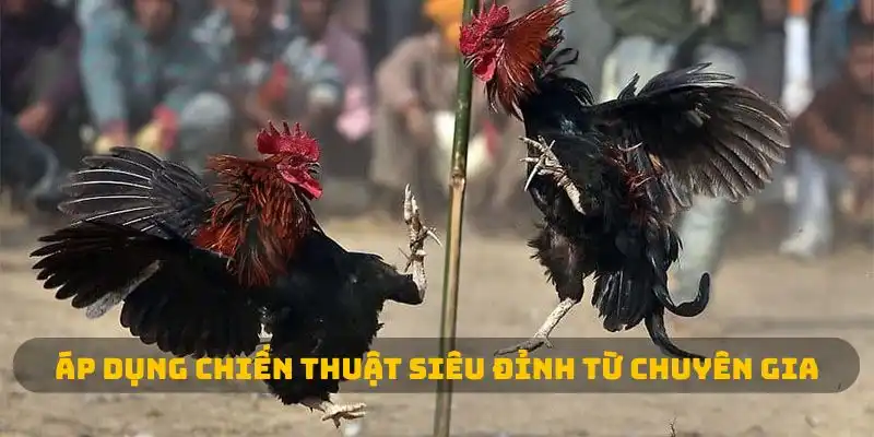Áp dụng chiến thuật siêu đỉnh từ chuyên gia