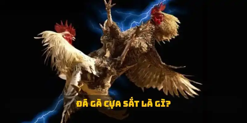 Đá gà cựa sắt là gì?