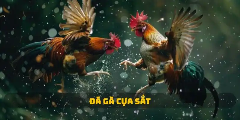 đá gà cựa sắt qq88